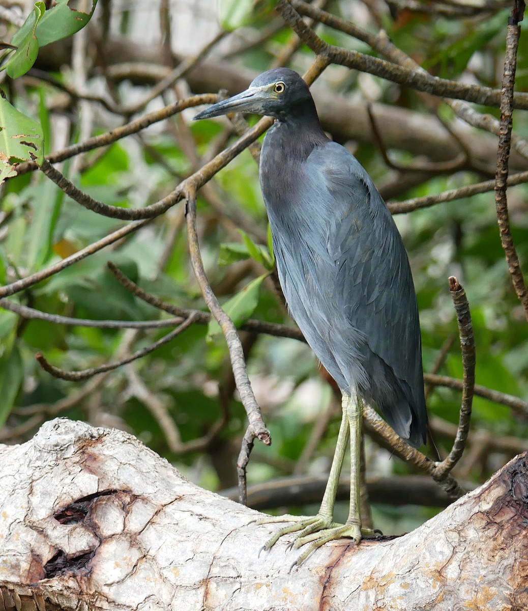 Little Blue Heron - ML614227596