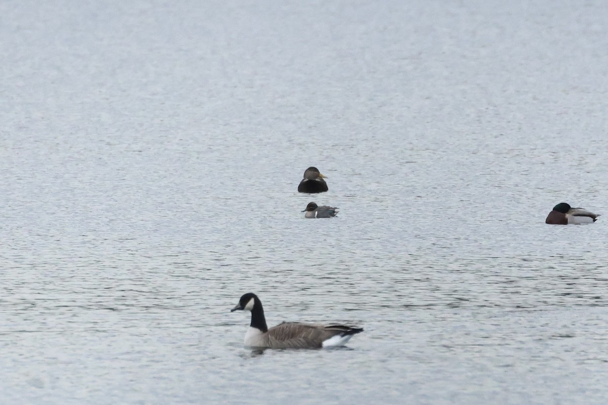 Green-winged Teal - ML614227607