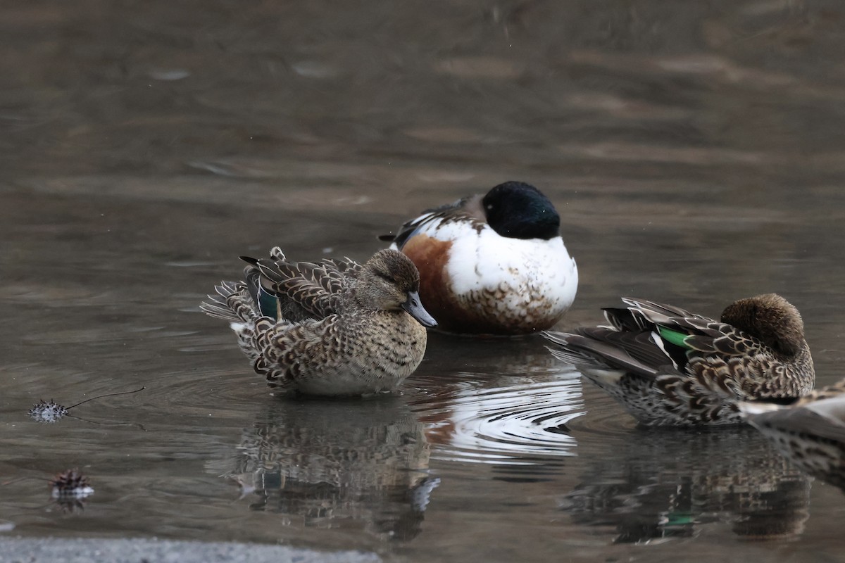Green-winged Teal - ML614227617