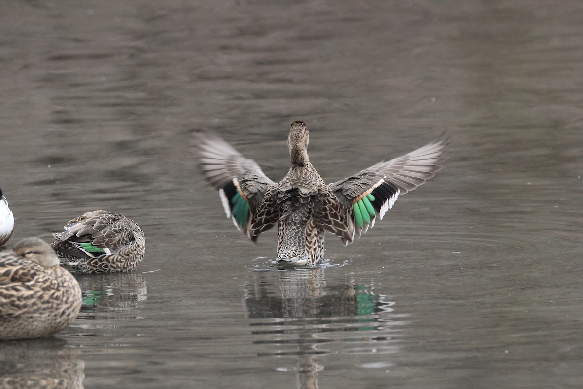 Green-winged Teal - ML614227618