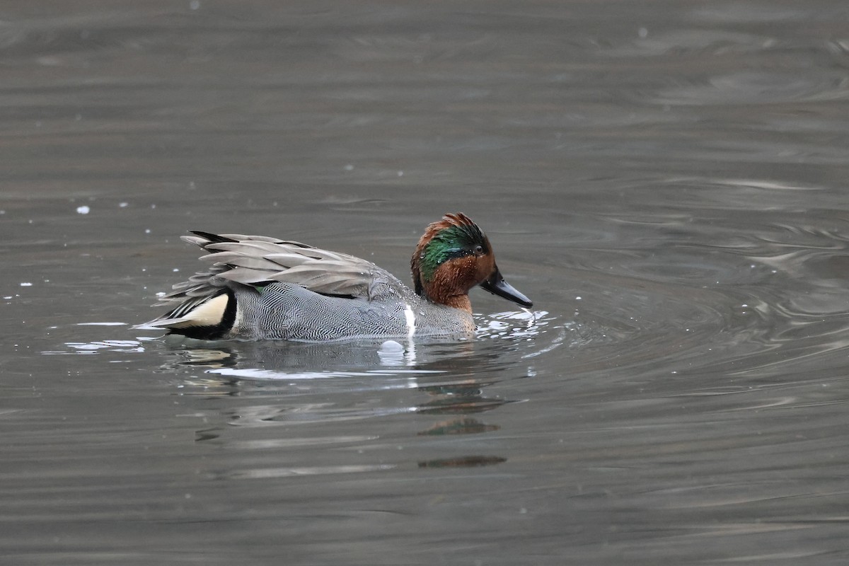 Green-winged Teal - ML614227620