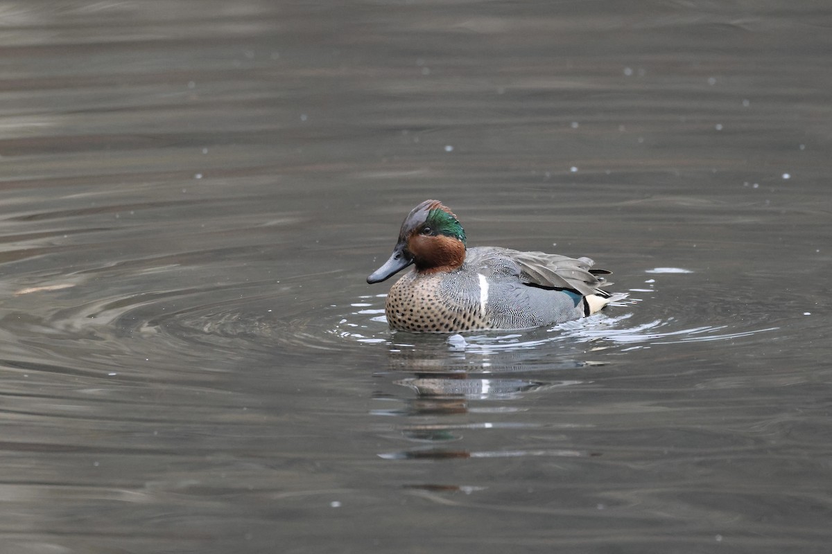Green-winged Teal - ML614227629
