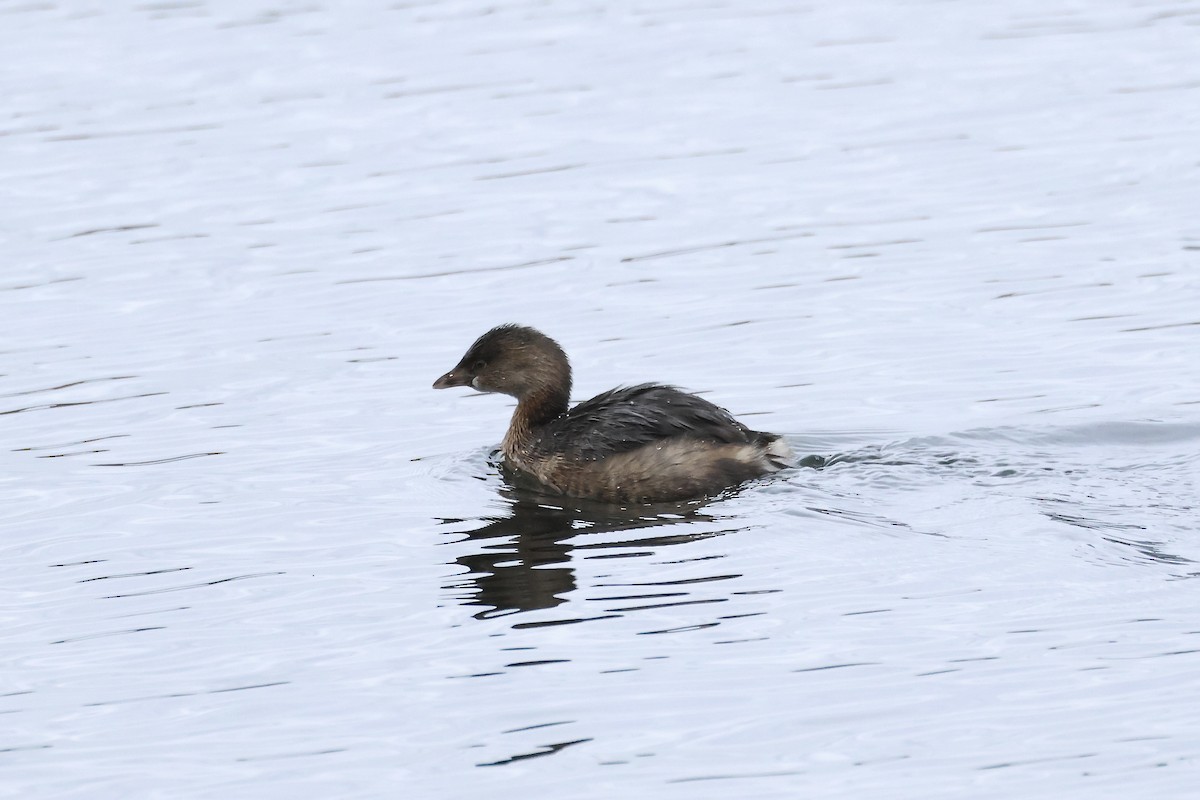 Grèbe à bec bigarré - ML614227634