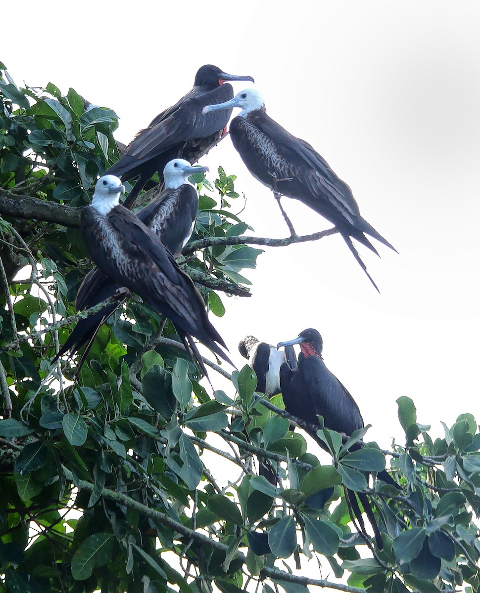 Magnificent Frigatebird - ML614227663
