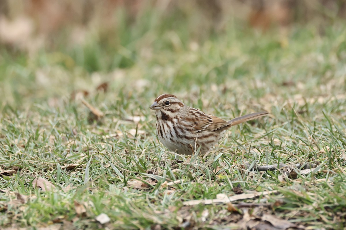 Song Sparrow - ML614227665