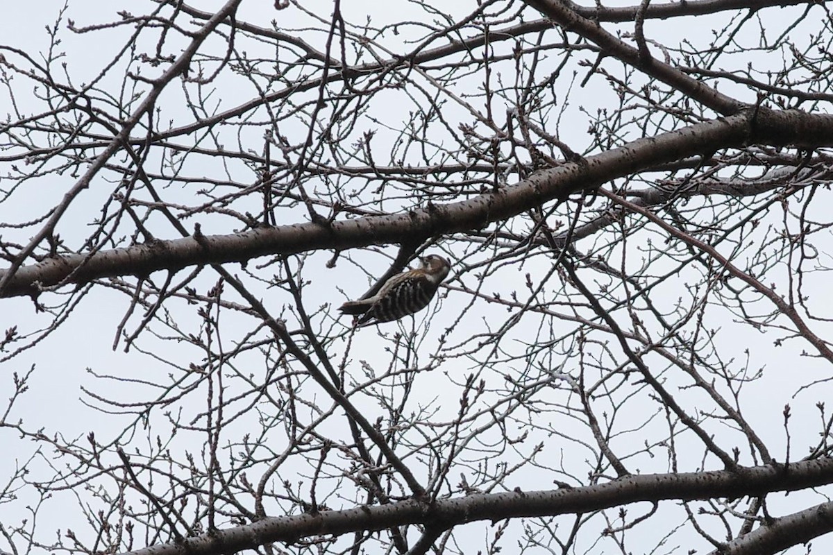 Japanese Pygmy Woodpecker - Lanaye Baxter