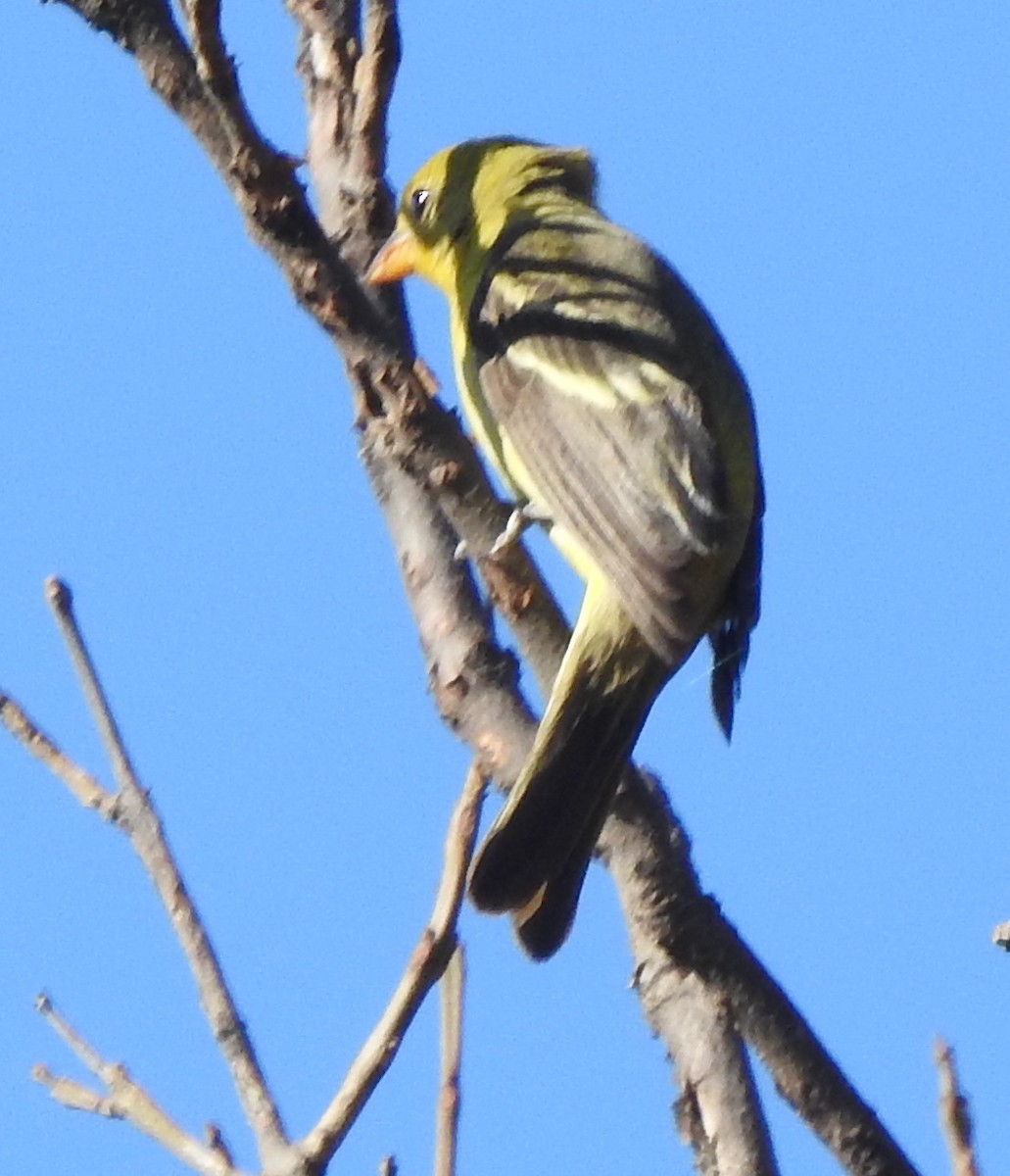Western Tanager - ML614227675