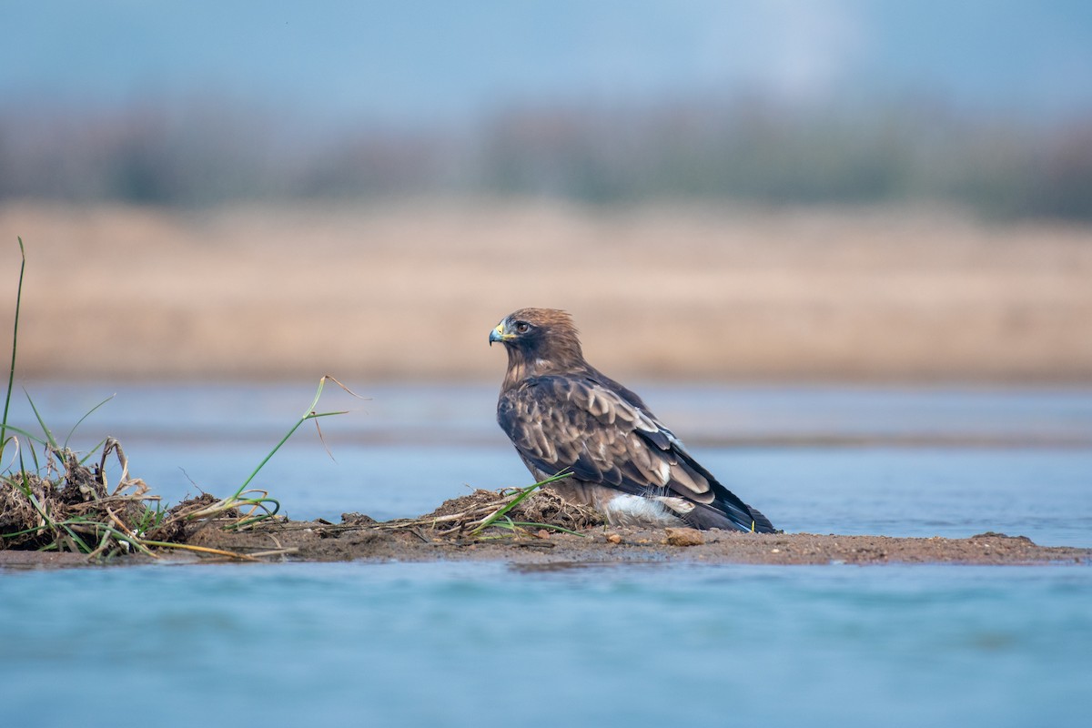 Booted Eagle - ML614227678