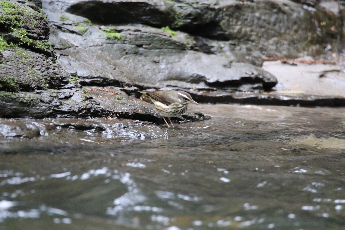 Louisiana Waterthrush - Ryan Phillips