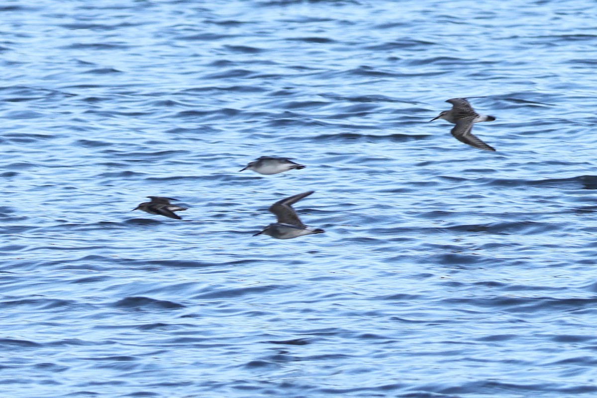 White-rumped Sandpiper - Robert Martin