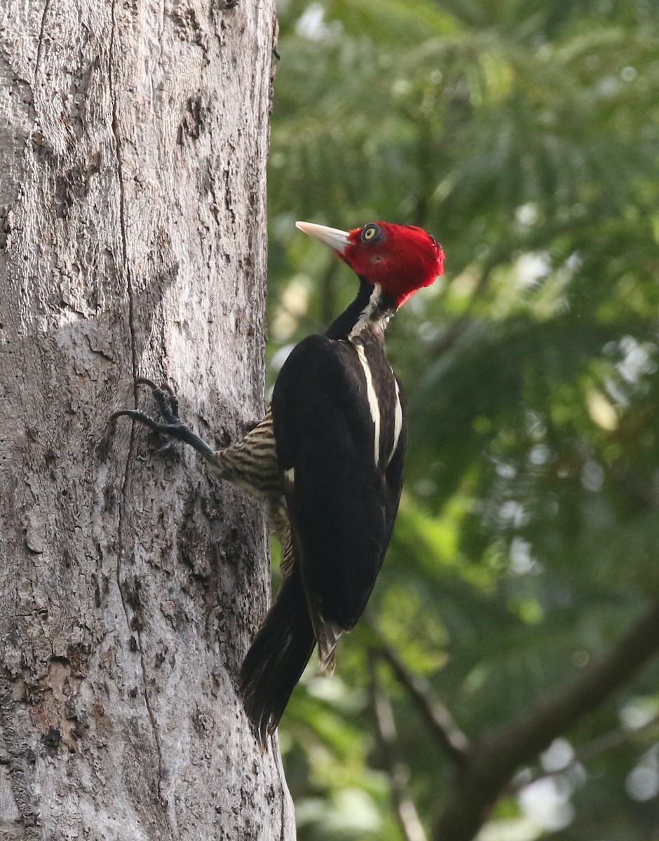 Pale-billed Woodpecker - Andrew Vallely