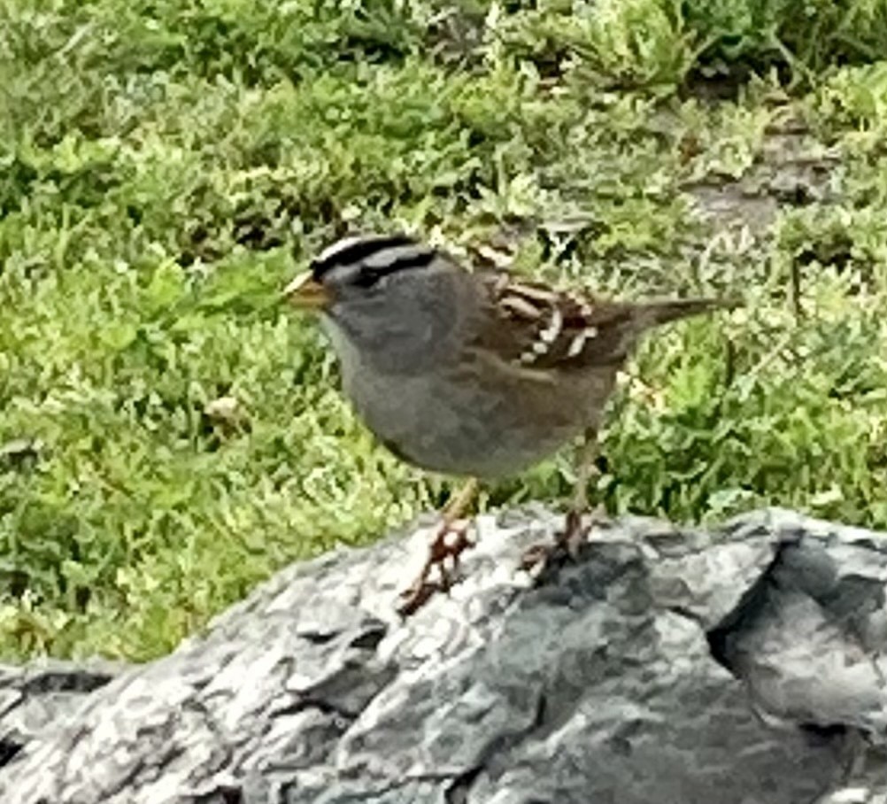White-crowned Sparrow - ML614227922