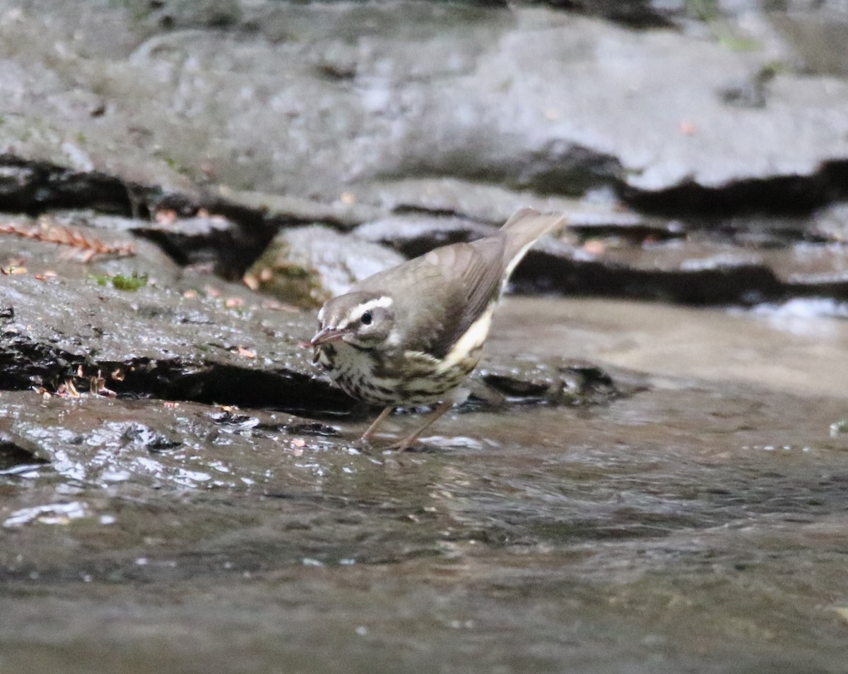 Louisiana Waterthrush - ML614227932