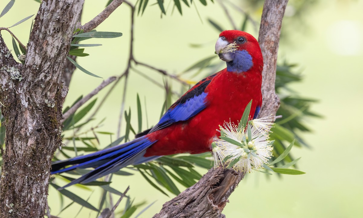 Crimson Rosella (Crimson) - ML614227939