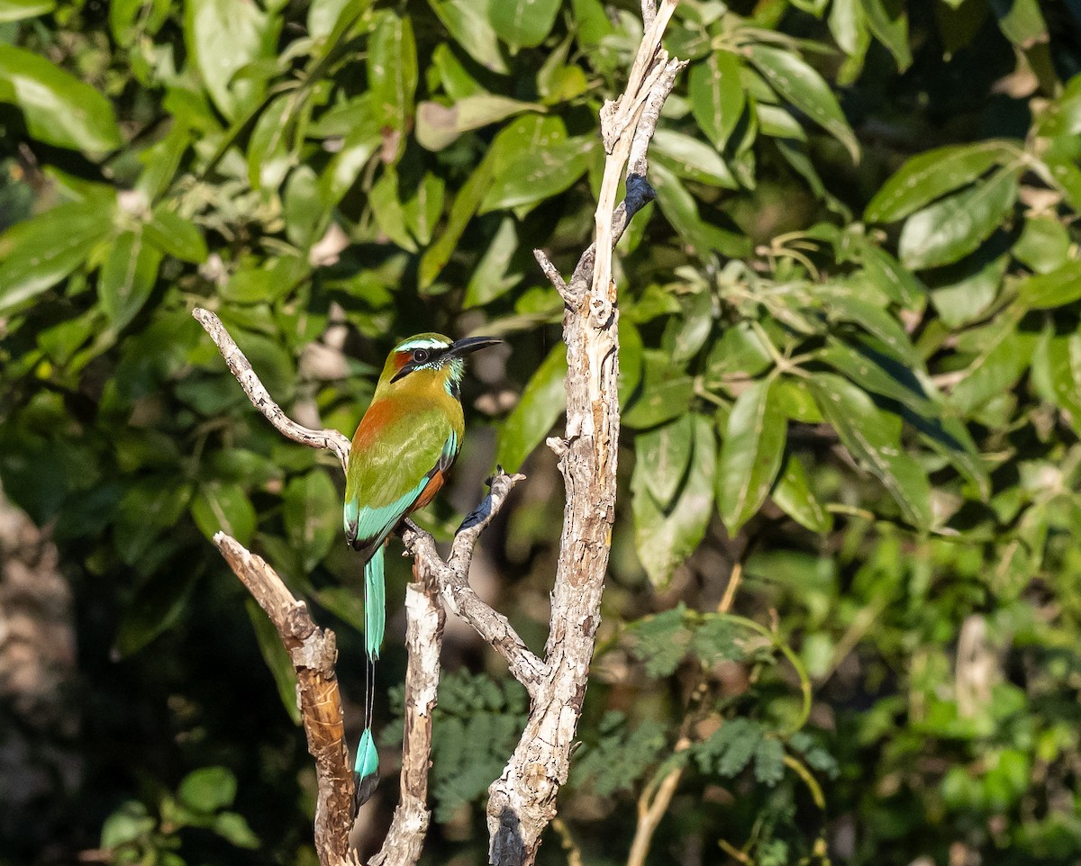 Motmot à sourcils bleus - ML614227945