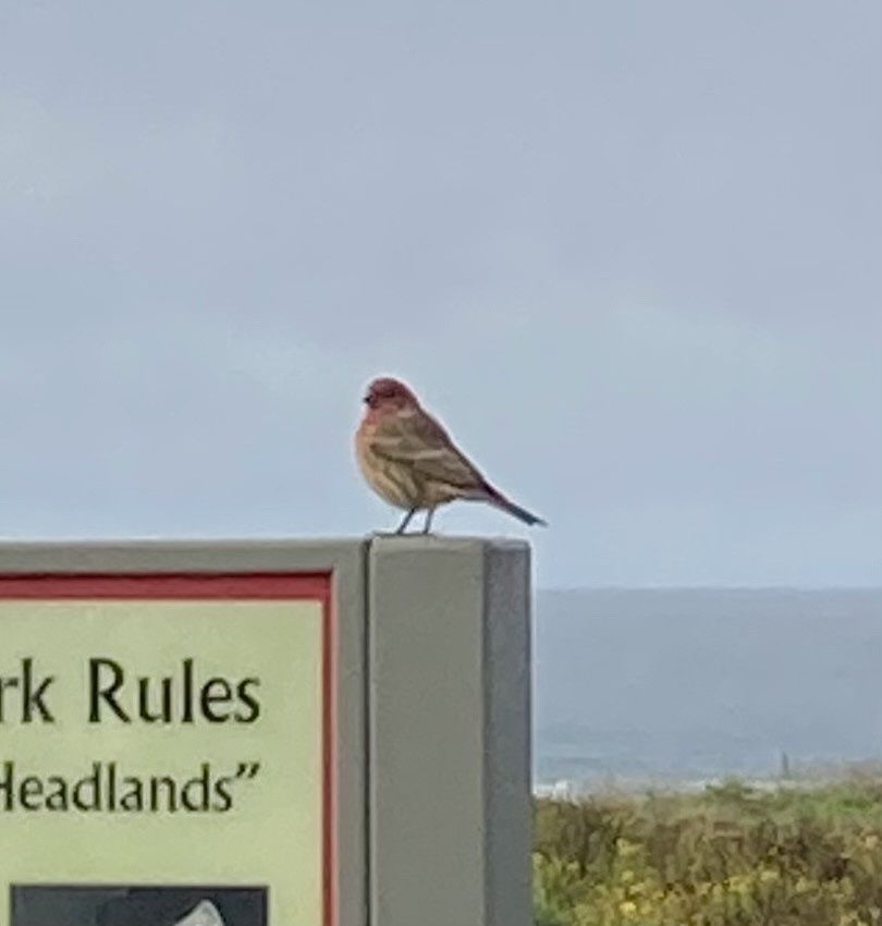 House Finch - ML614227958