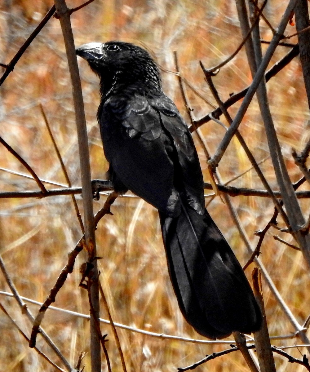 Groove-billed Ani - ML614227965