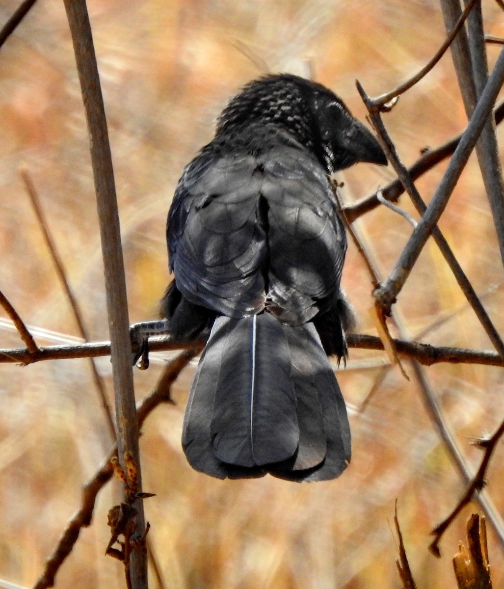 Groove-billed Ani - ML614227966
