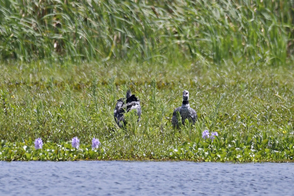 Southern Screamer - ML614227974