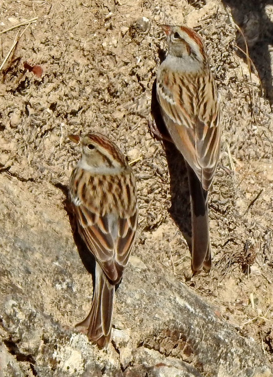 Chipping Sparrow - ML614227985