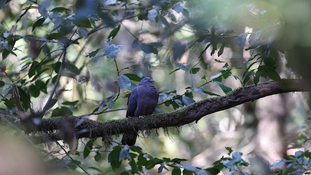 カナリーバト - ML614228013