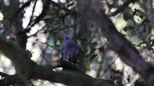 カナリーバト - ML614228014