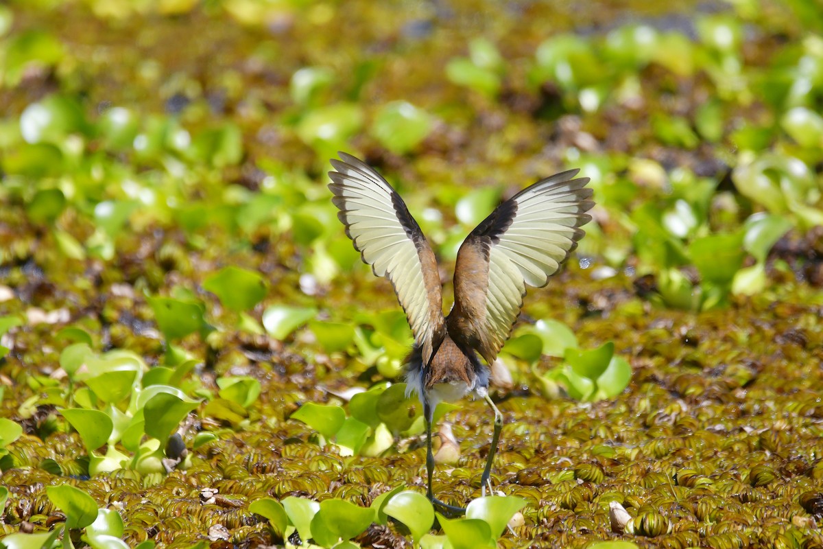 Wattled Jacana - ML614228035