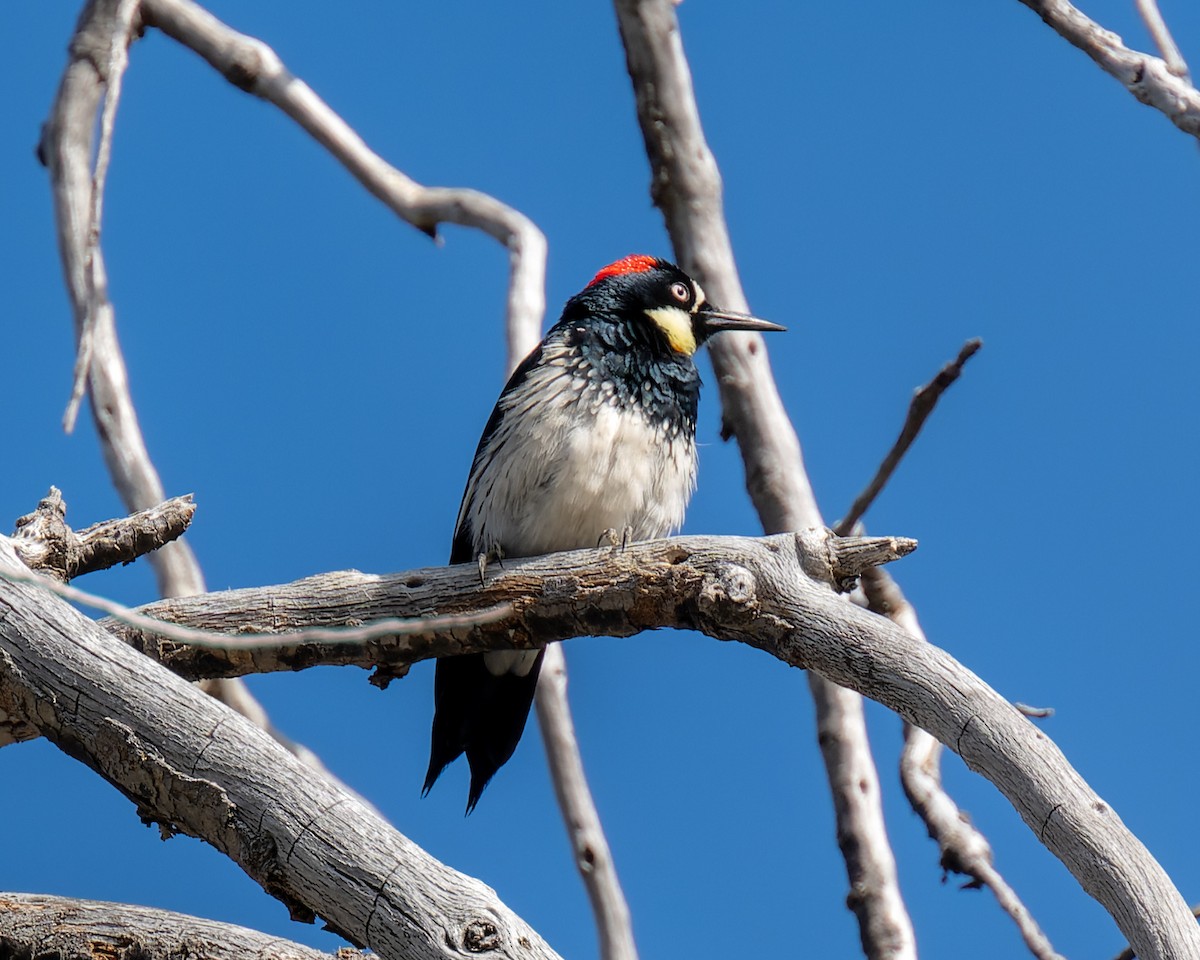 Acorn Woodpecker - ML614228066