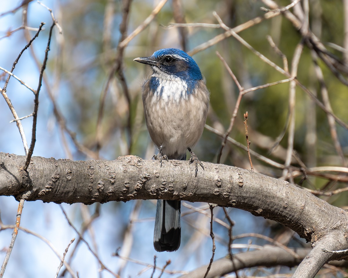 California Scrub-Jay - ML614228070