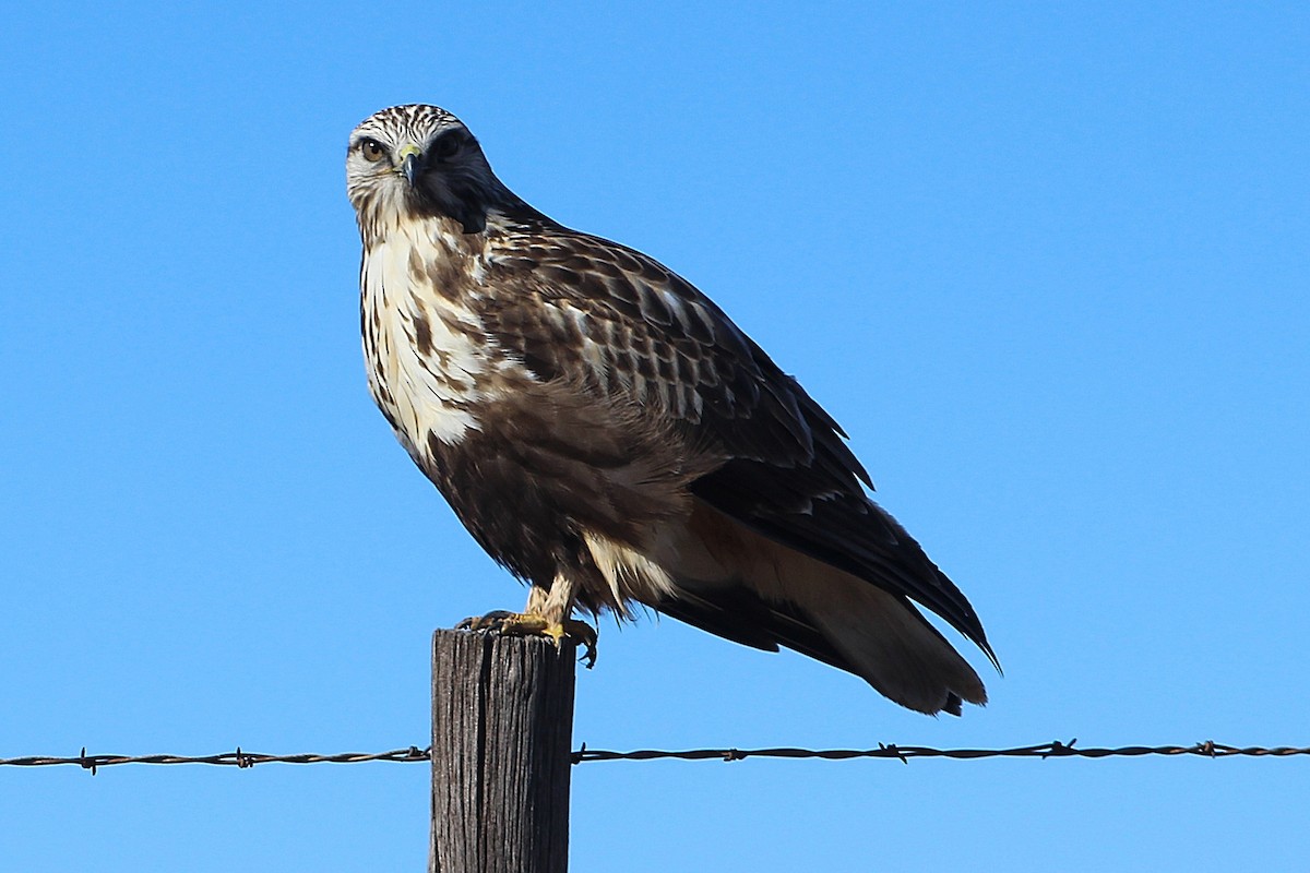 Rough-legged Hawk - ML614228071