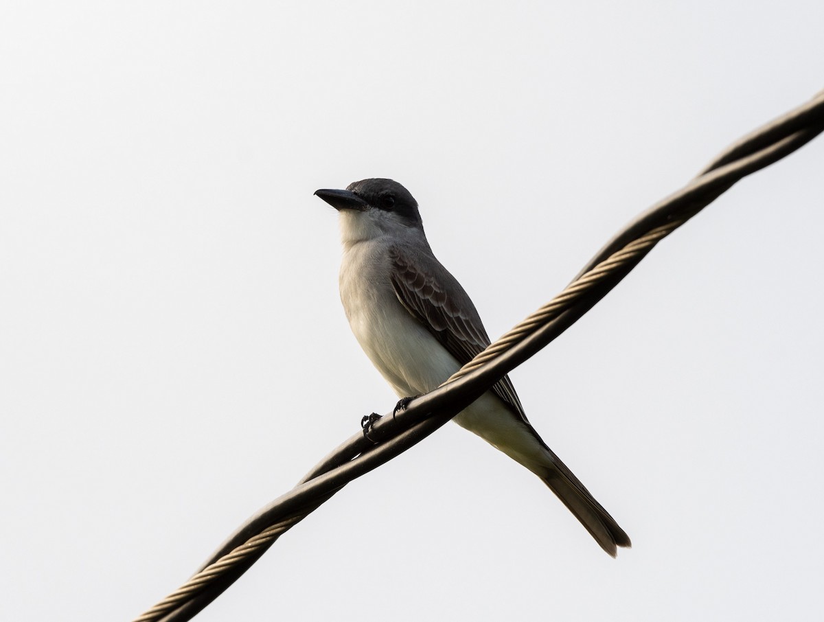 Gray Kingbird - ML614228073