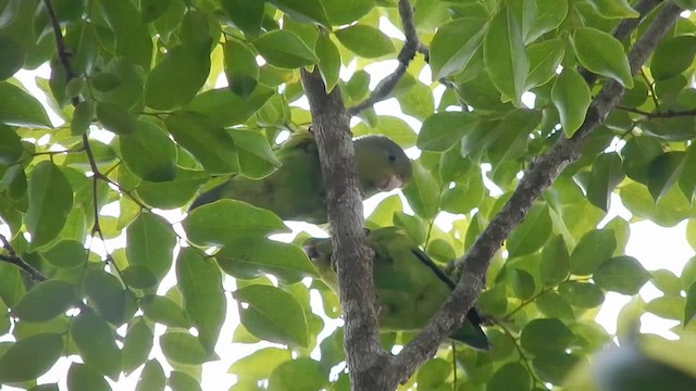 Cobalt-rumped Parrotlet - ML614228085