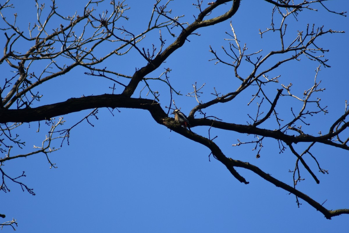 Great Spotted Woodpecker - Leander Krueger