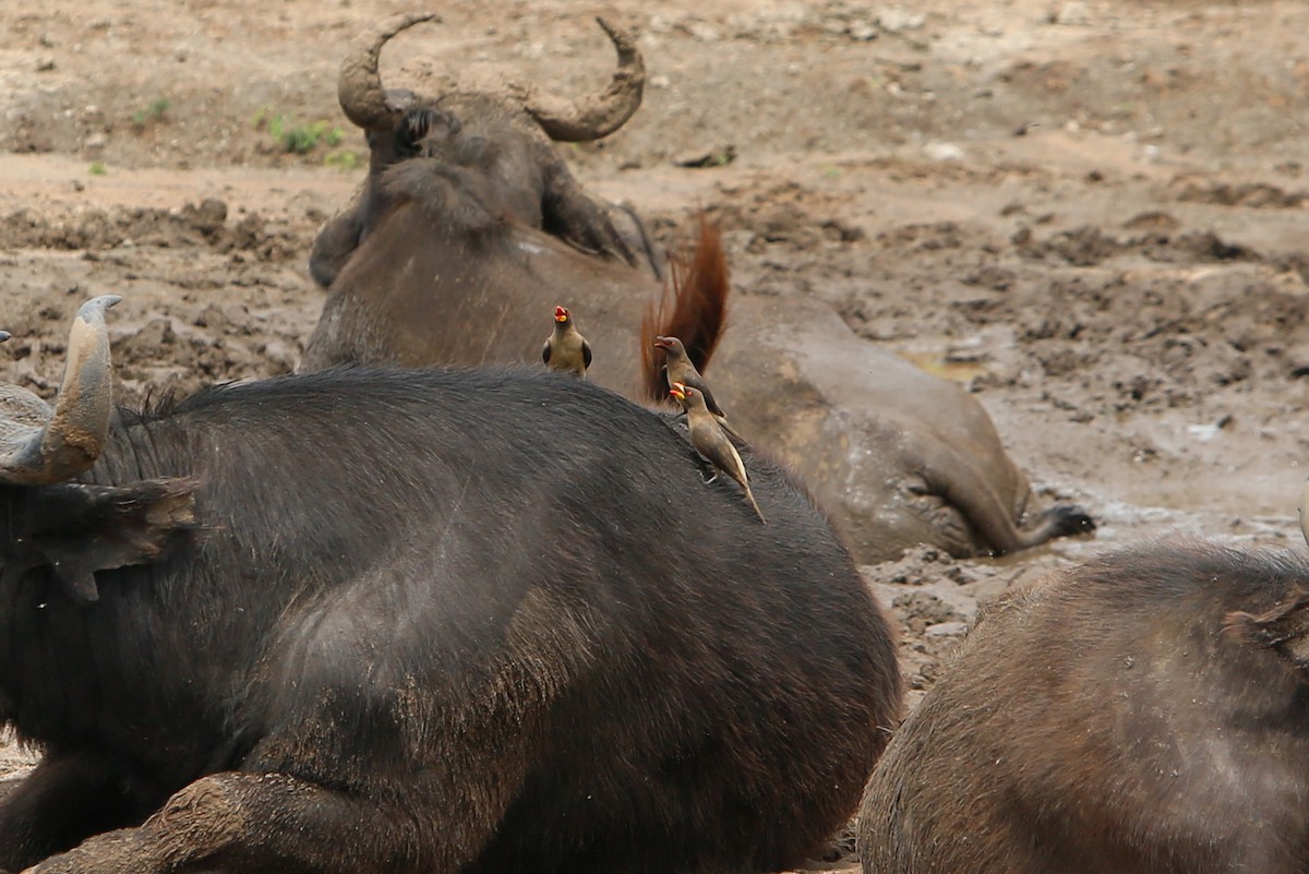 Yellow-billed Oxpecker - Nathan Long