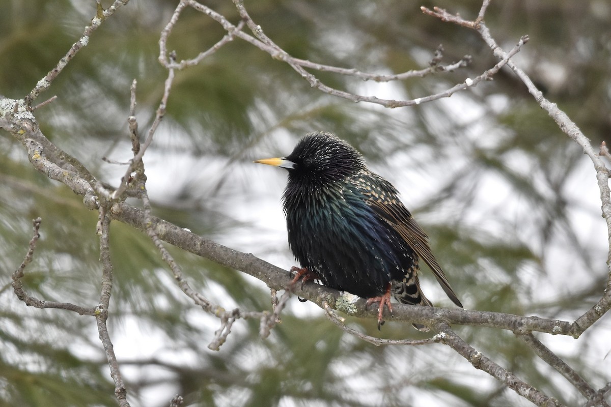 European Starling - ML614228217