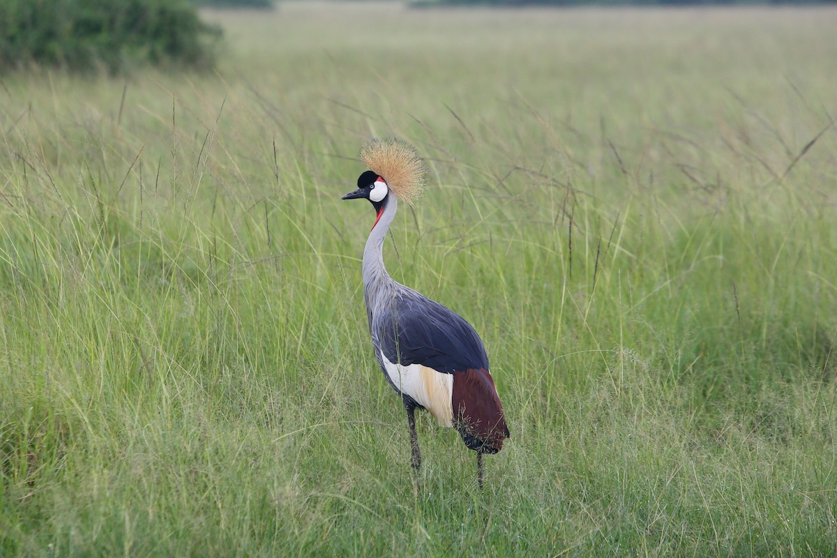 Gray Crowned-Crane - ML614228271