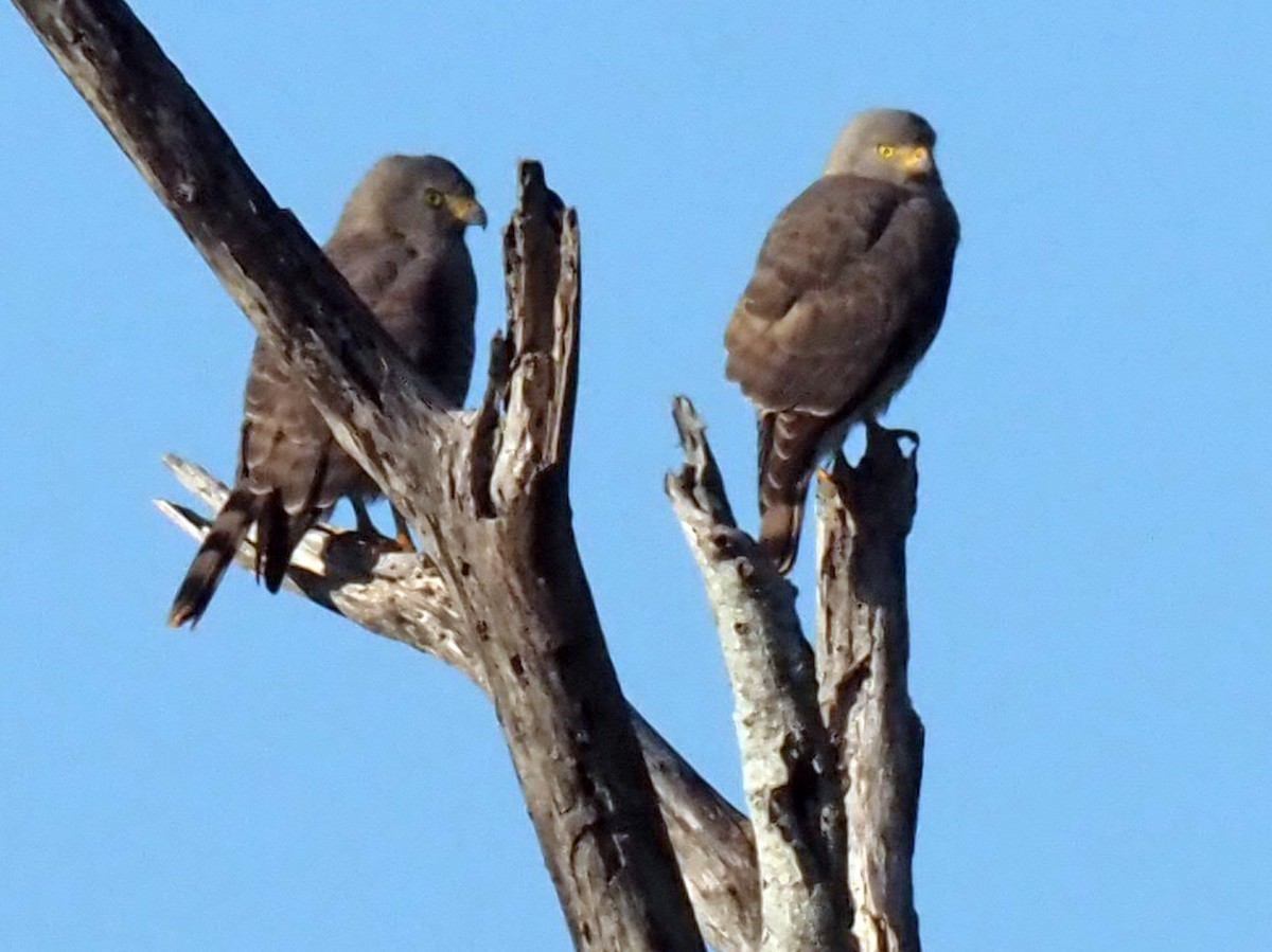 Roadside Hawk - Mary Goodart