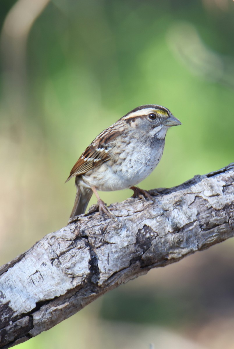 White-throated Sparrow - Juan Aguayo