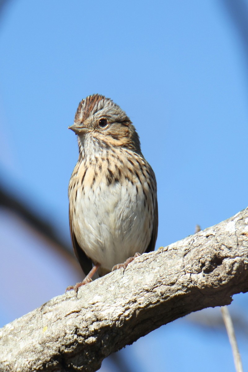 Lincoln's Sparrow - Juan Aguayo