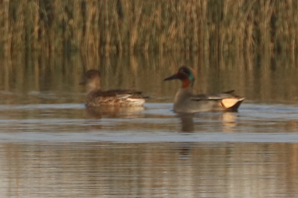 Green-winged Teal - ML614228303