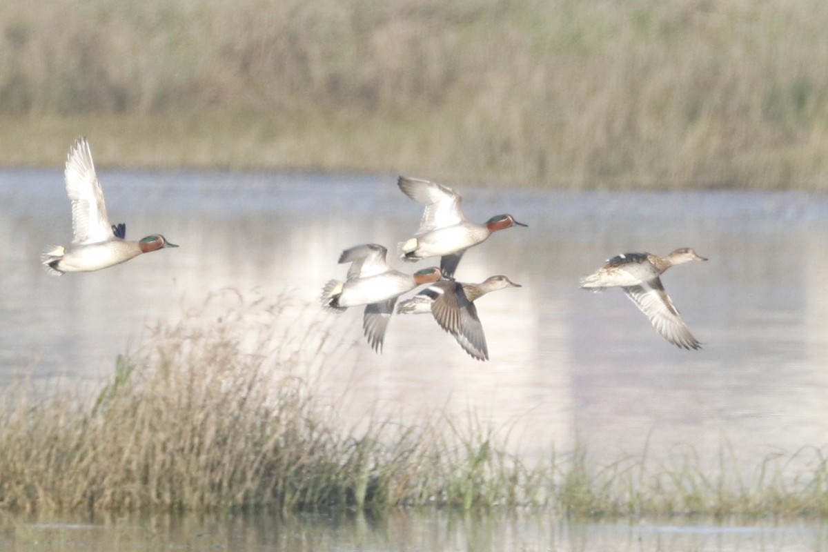 Green-winged Teal - ML614228304