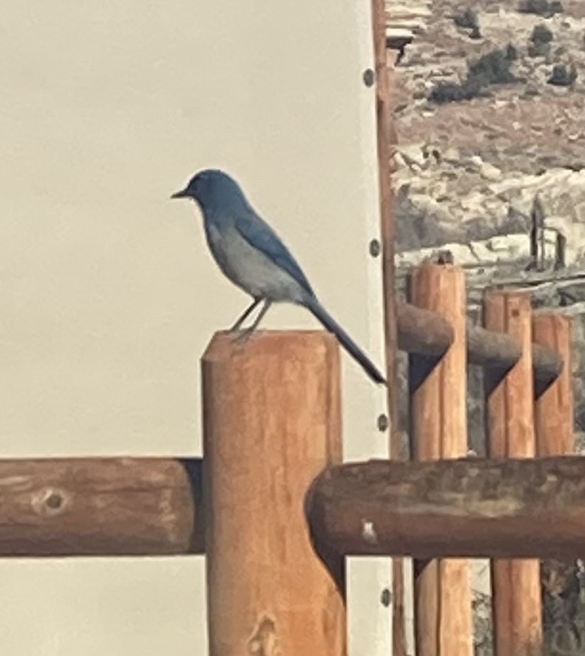 Woodhouse's Scrub-Jay - ML614228331