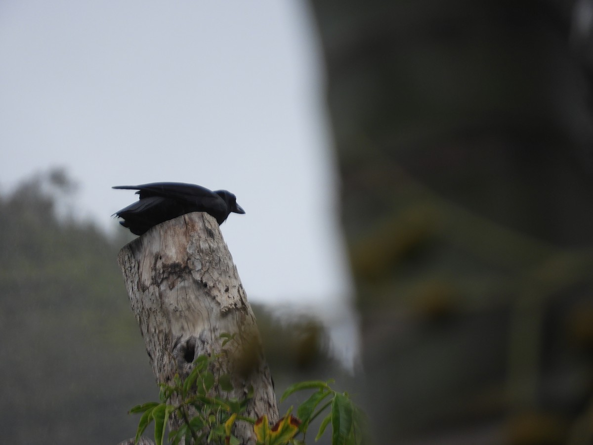 New Caledonian Crow - ML614228360