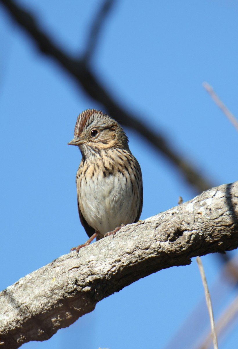 Lincoln's Sparrow - Juan Aguayo