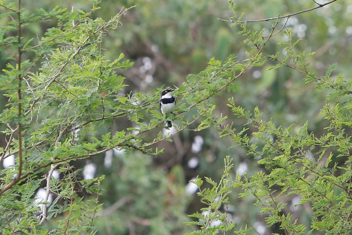 Western Black-headed Batis - Nathan Long