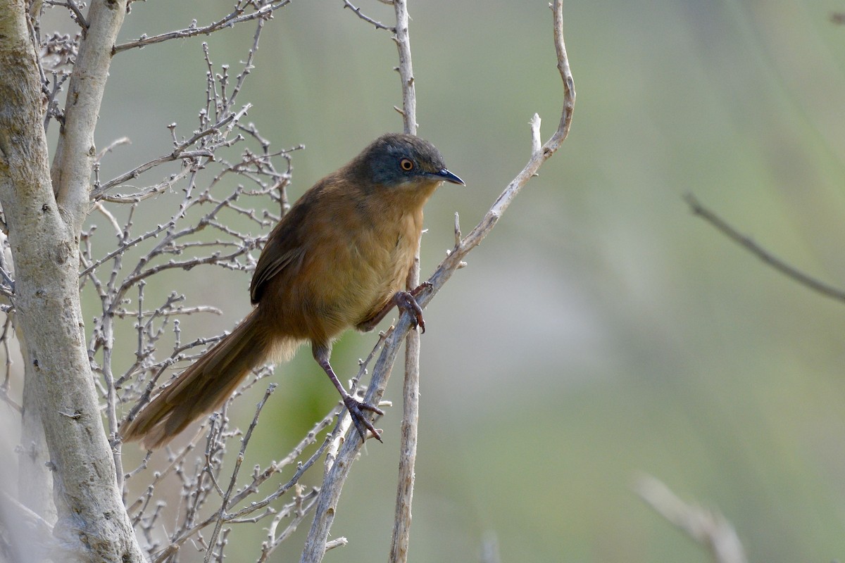 Victorin's Warbler - ML614228556