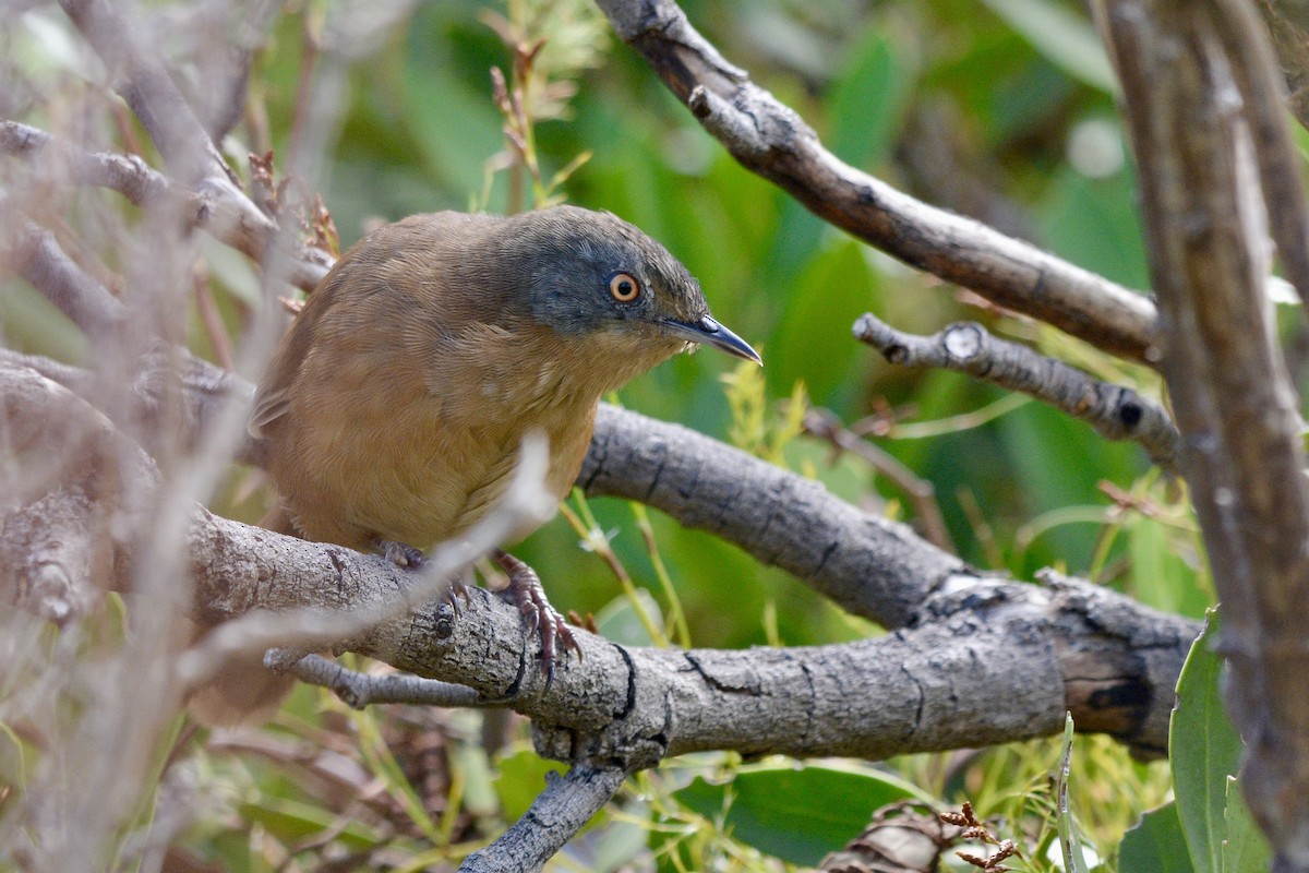 Victorin's Warbler - ML614228557