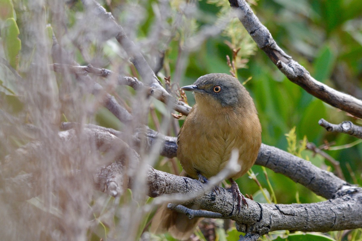 Victorin's Warbler - ML614228558