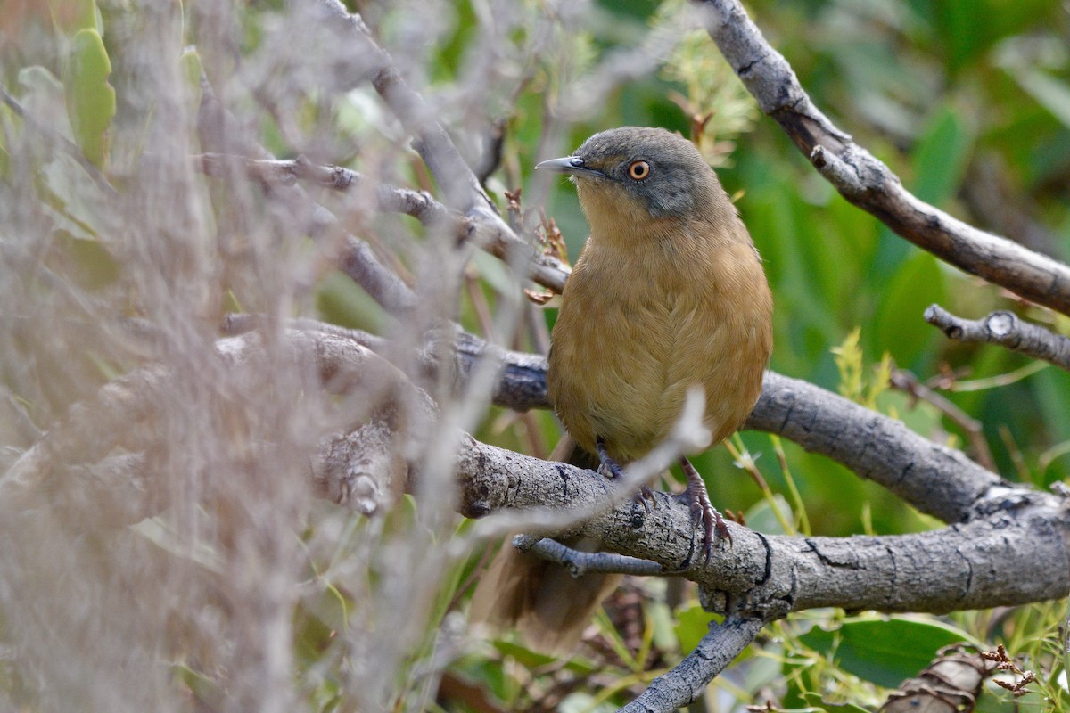 Victorin's Warbler - ML614228561