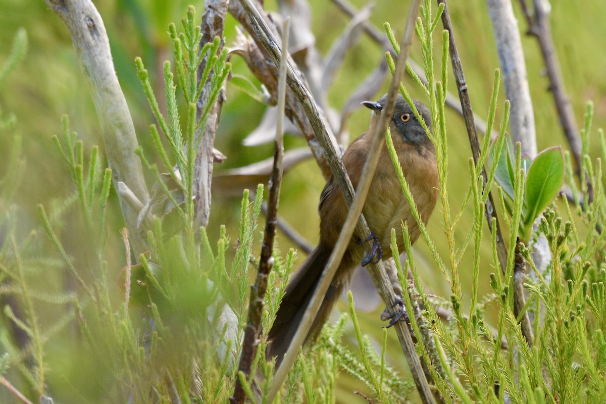 Victorin's Warbler - ML614228562